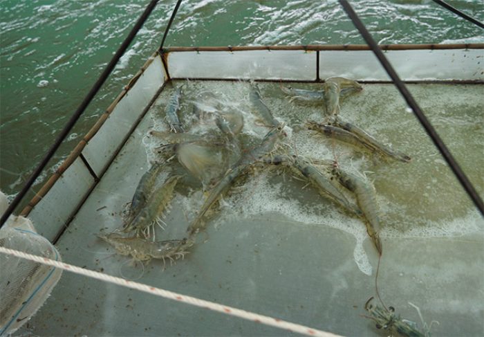 Khi nào nên thu hoạch tôm thẻ