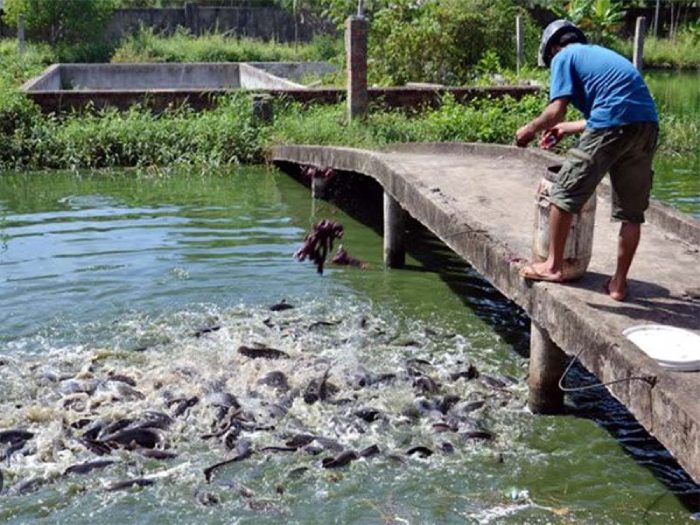 Kỹ thuật nuôi cá chép trong ao nhỏ