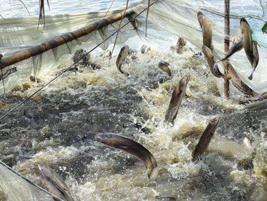 Mật độ thả cá nước ngọt