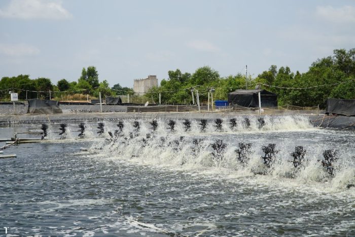 Nguyên nhân ao tôm thiếu oxy