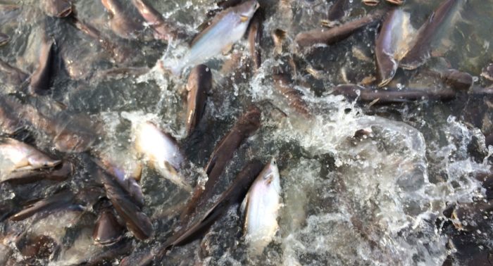 Nuôi cá tra thương phẩm