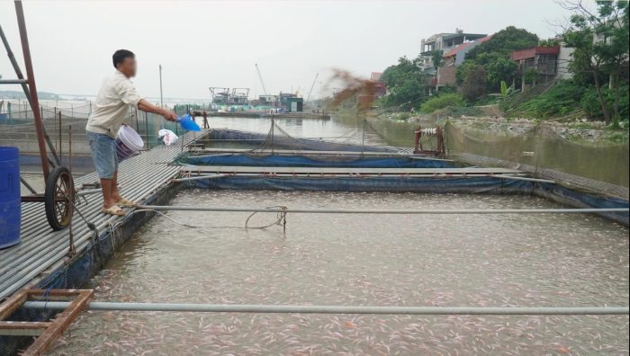 nuôi ghép nhiều loại cá