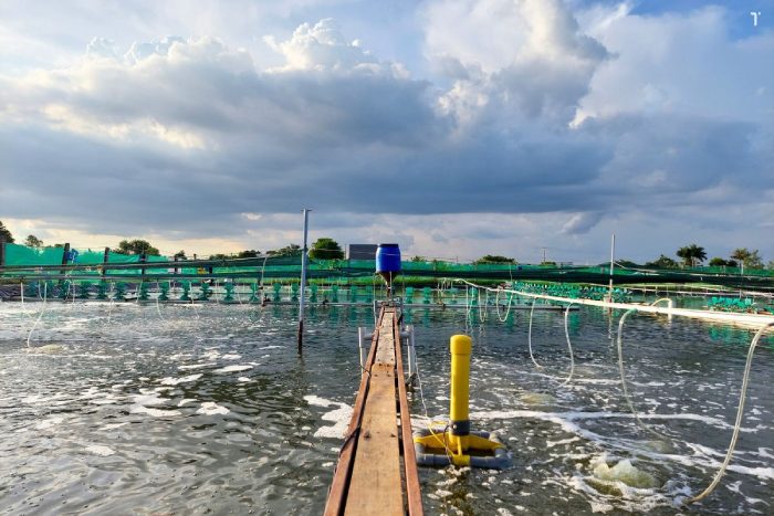 Nuôi tôm thẻ công nghệ cao có rủi ro không