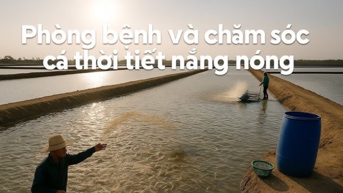 phòng bệnh cho cá mùa nắng nóng