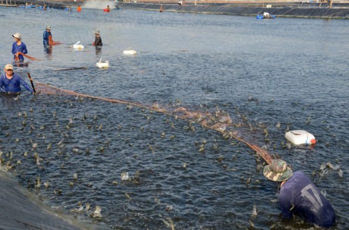 thu hoạch tôm thẻ