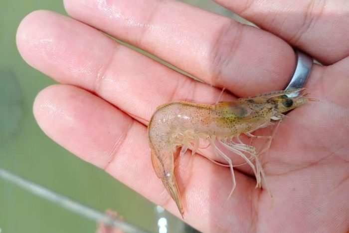 Tôm thẻ bị đục cơ