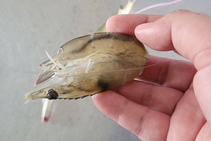 Tôm thẻ bị mềm vỏ