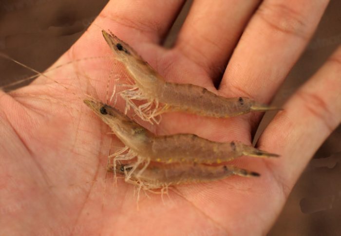 Tôm thẻ lớn nhanh nhất ở giai đoạn nào