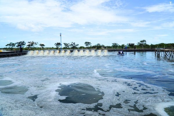 Cách điểu chỉnh độ trong nước ao tôm