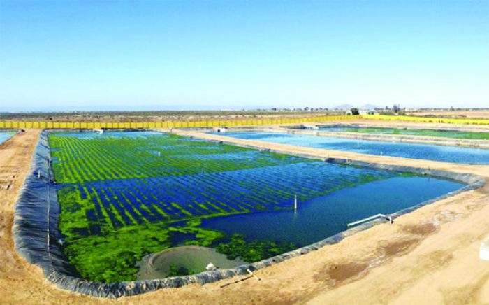 Dùng rong biển và cá rô phi làm sạch nước ao nuôi tôm