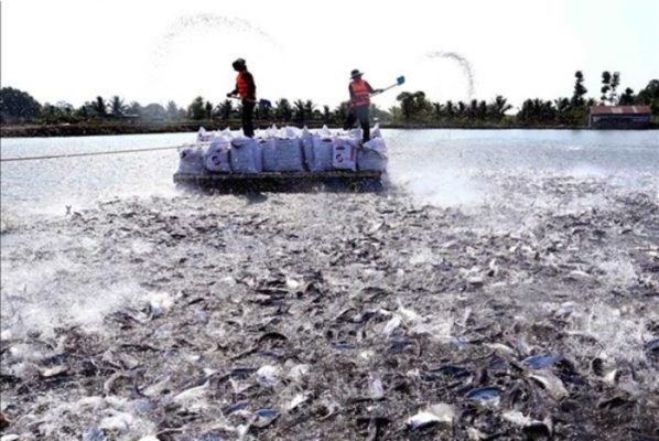 giảm chi phí thức ăn nuôi cá