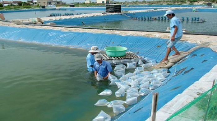 Nhiệt độ nước bao nhiêu thì nên thả tôm giống là tốt nhất