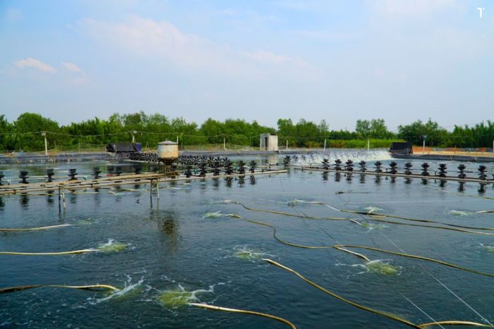 Nhiệt độ nước bao nhiêu thì nên thả tôm giống