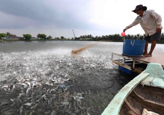 Thời điểm cho cá ăn tốt nhất