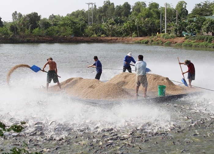 Thời điểm cho cá ăn tốt nhất trong ngày