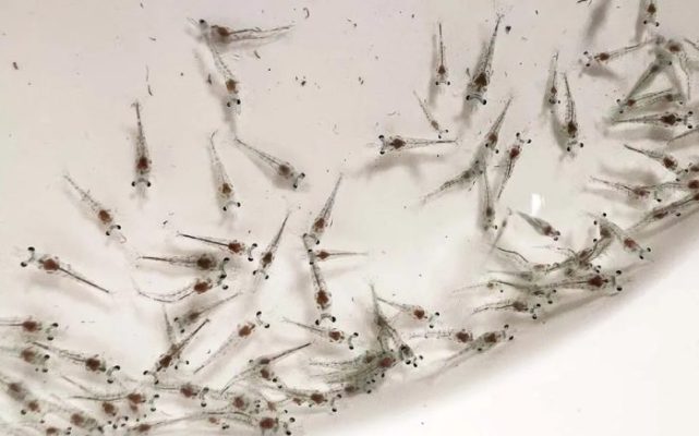 Thuần tôm giống