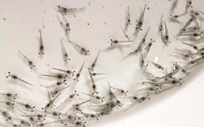 Thuần tôm giống