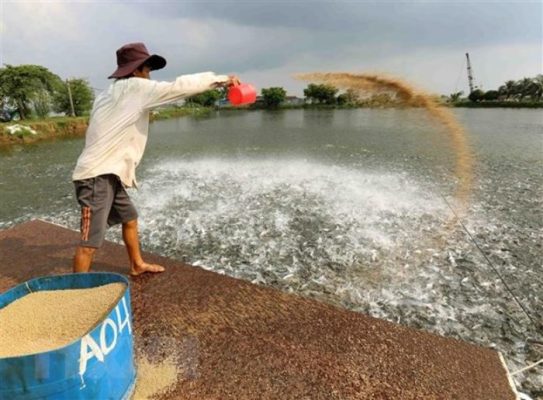 thức ăn nổi và thức ăn chìm