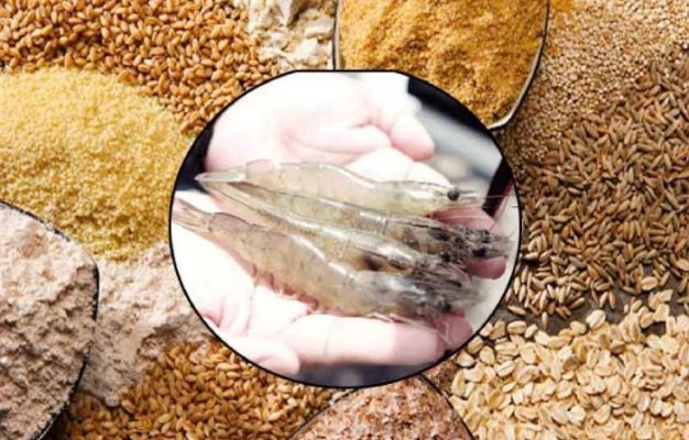 Thức ăn tôm tự chế