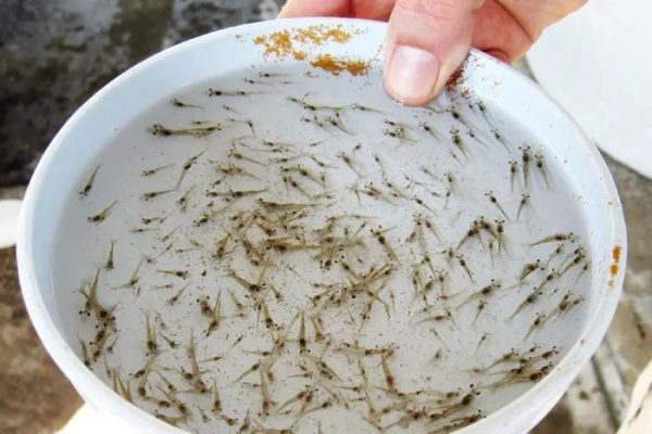 Tôm giống yếu có nên thả nuôi