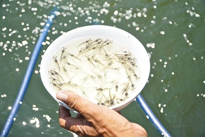 Tôm giống yếu có nên thả nuôi không