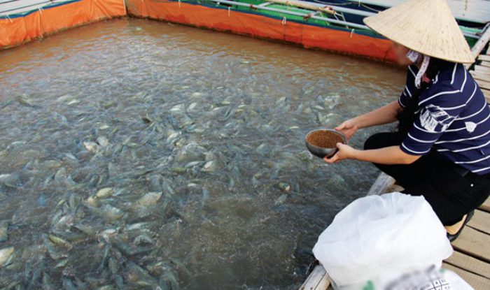 Tự phối trộn thức ăn cho cá có hiệu quả không